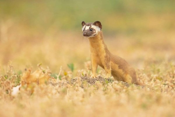 Quali sono le tecniche per ottimizzare l'efficienza del sistema di frenata in un veicolo elettrico?